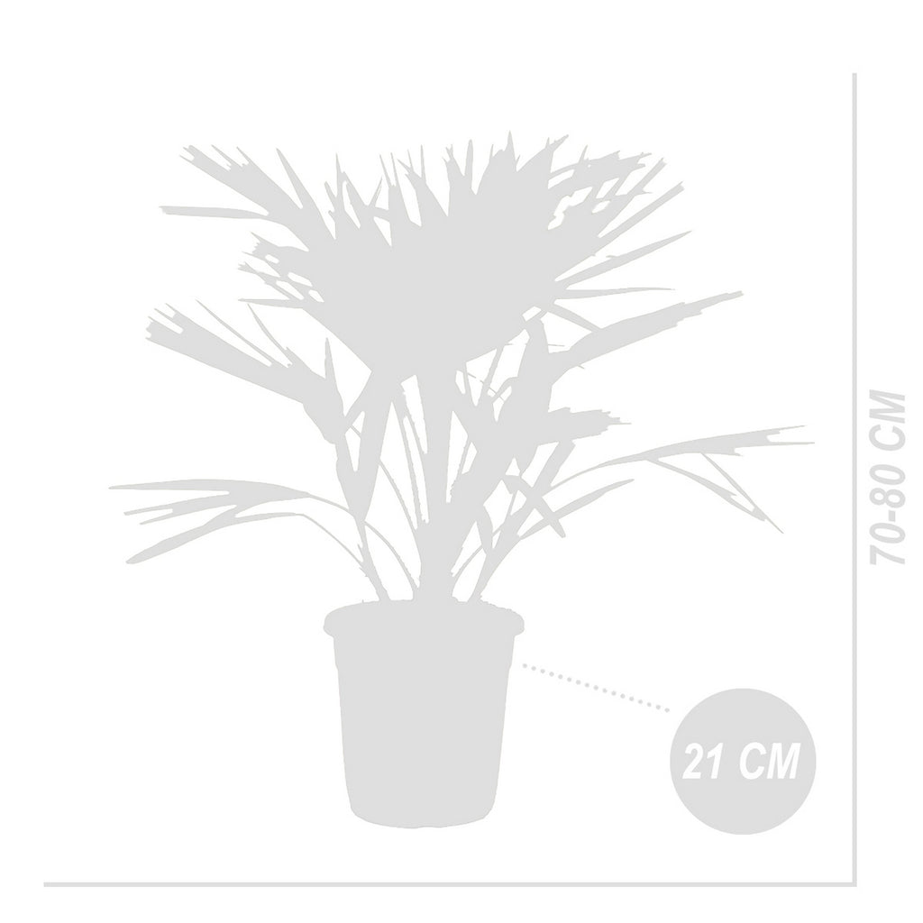 Chamaerops Humilis