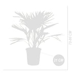 Chamaerops Humilis