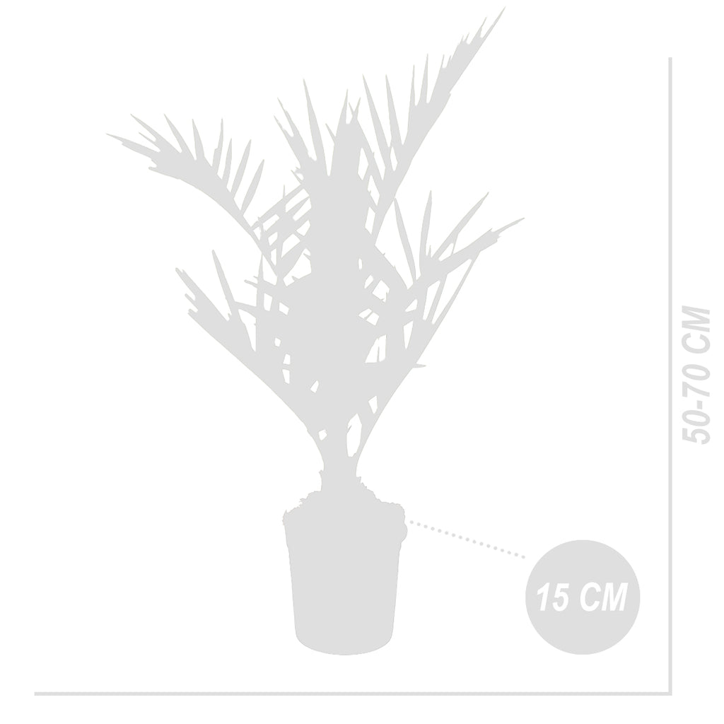 Palmier Des Canaries – Plante D'Extérieur