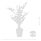 Palmier Des Canaries – Plante D'Extérieur