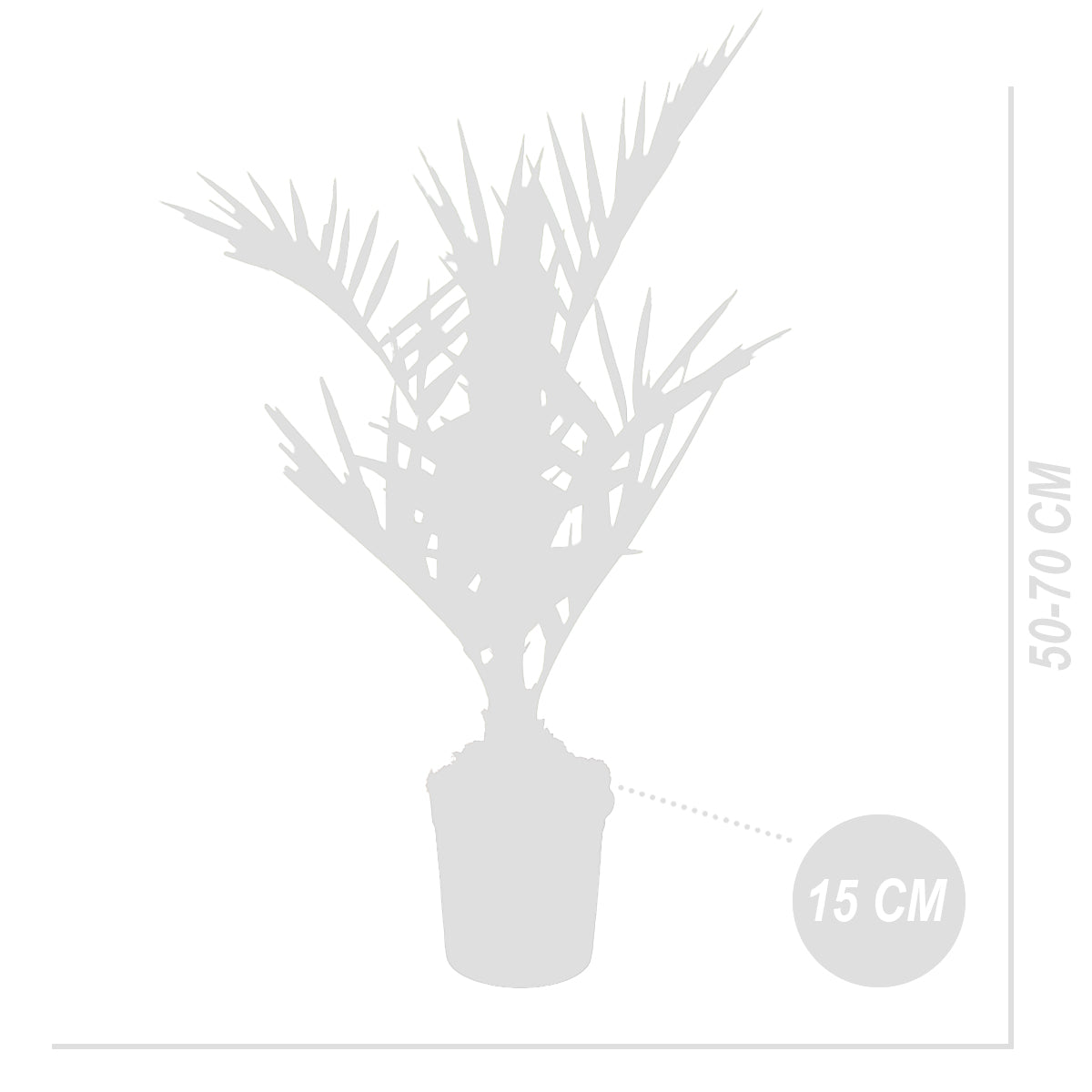 Palmier Des Canaries – Plante D'Extérieur