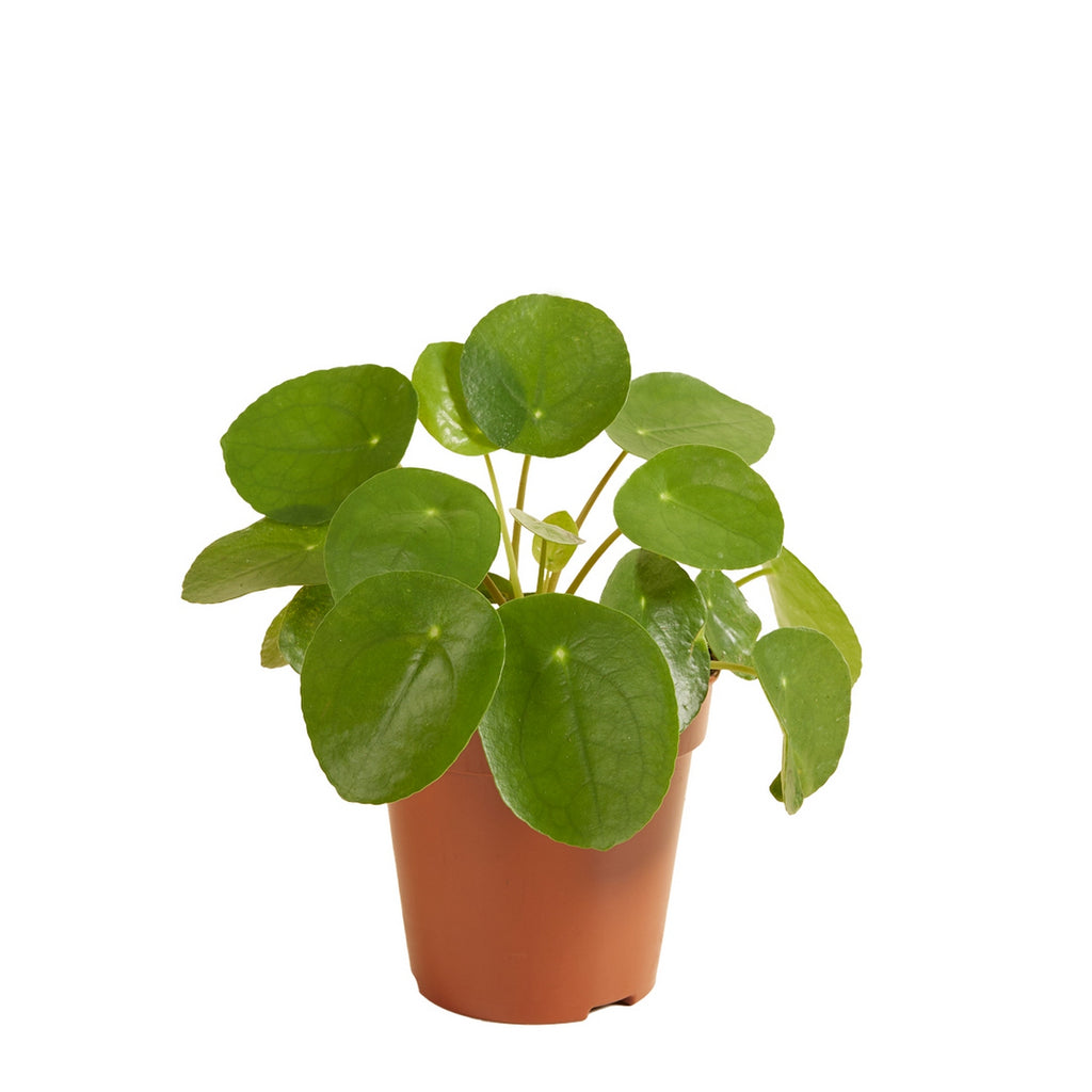 Pilea Peperomioides – Indoor Plant