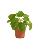 Pilea Peperomioides – Indoor Plant