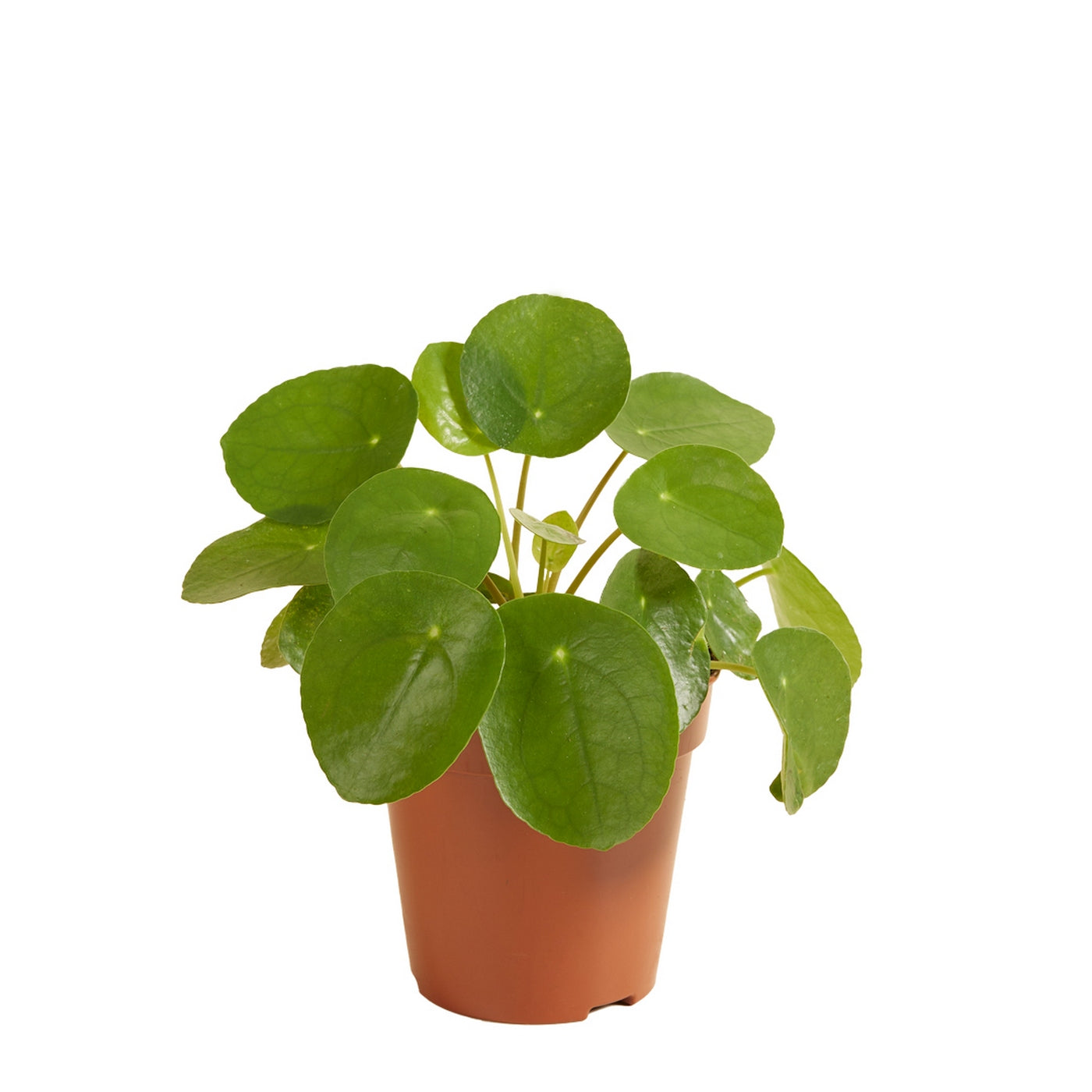 Pilea Peperomioides – Indoor Plant