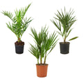 Set of 3 Hardy Palm Trees – Outdoor Plant