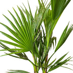 Set of 3 Hardy Palm Trees – Outdoor Plant