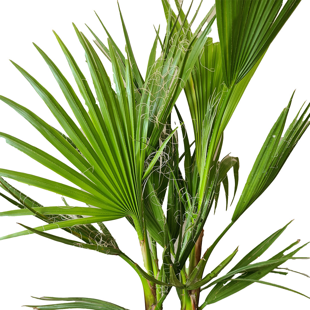 Set of 3 Hardy Palm Trees – Outdoor Plant