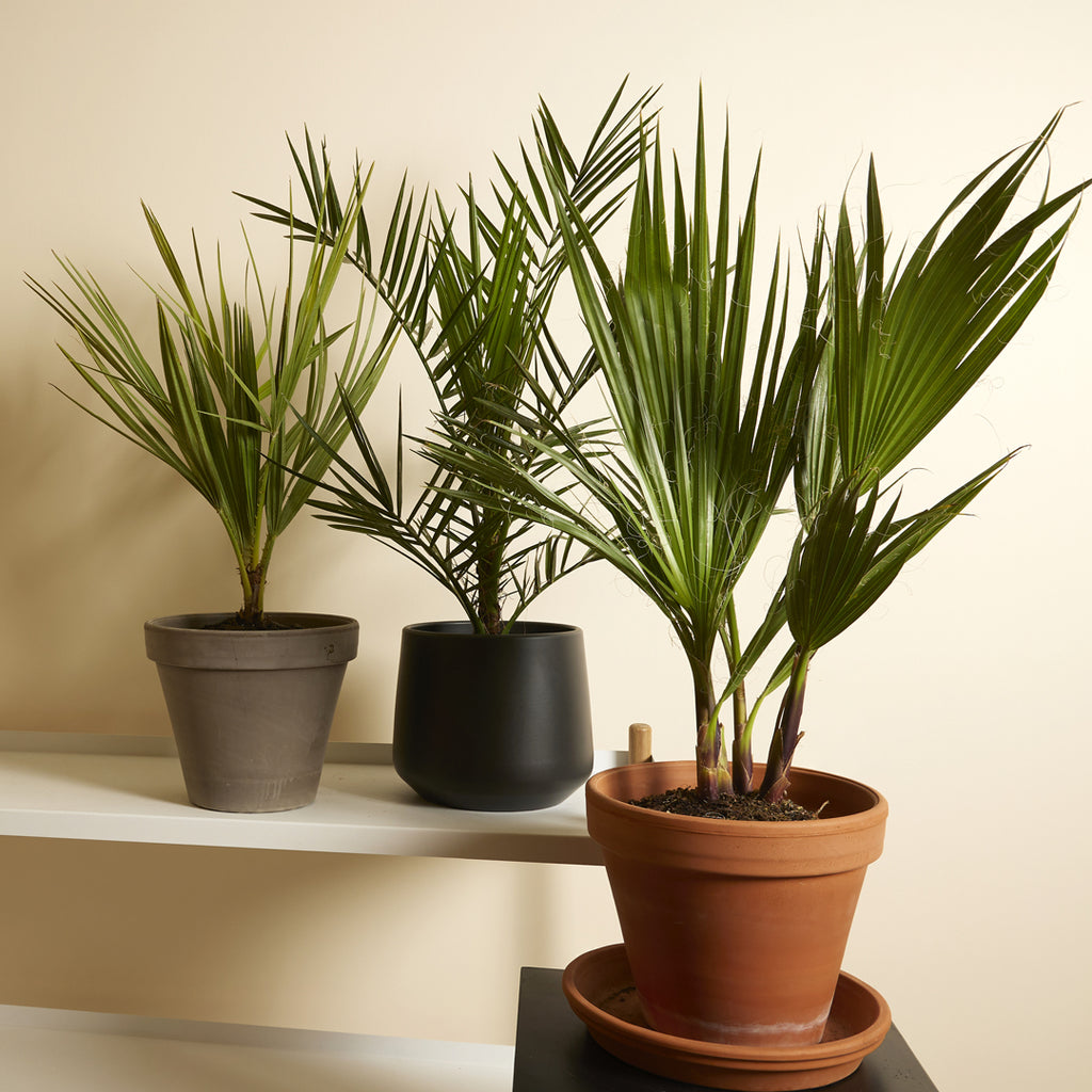 Set of 3 Hardy Palm Trees – Outdoor Plant