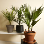 Set of 3 Hardy Palm Trees – Outdoor Plant