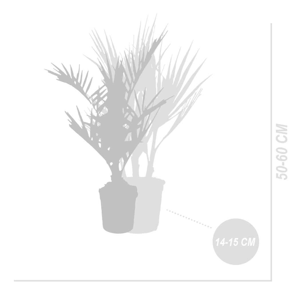 Set of 3 Hardy Palm Trees – Outdoor Plant