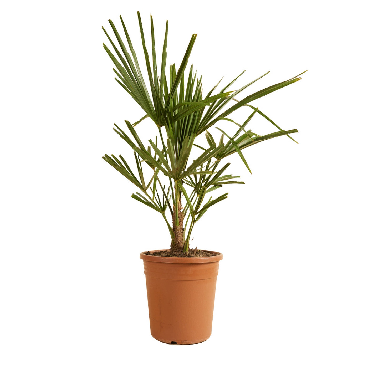 Palmera Trachycarpus – Planta de exterior