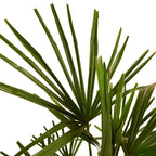 Palmera Trachycarpus – Planta de exterior