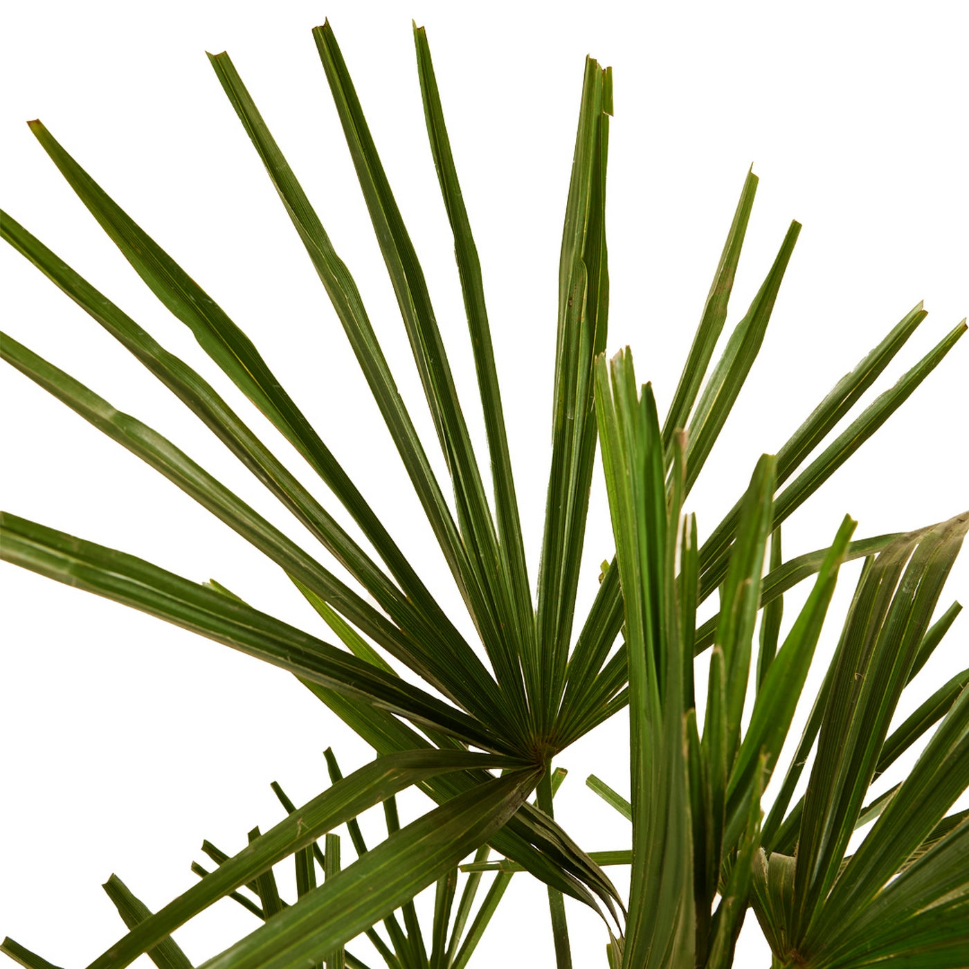 Palmera Trachycarpus – Planta de exterior