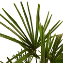 Palmier Trachycarpus – Plante d'Extérieur