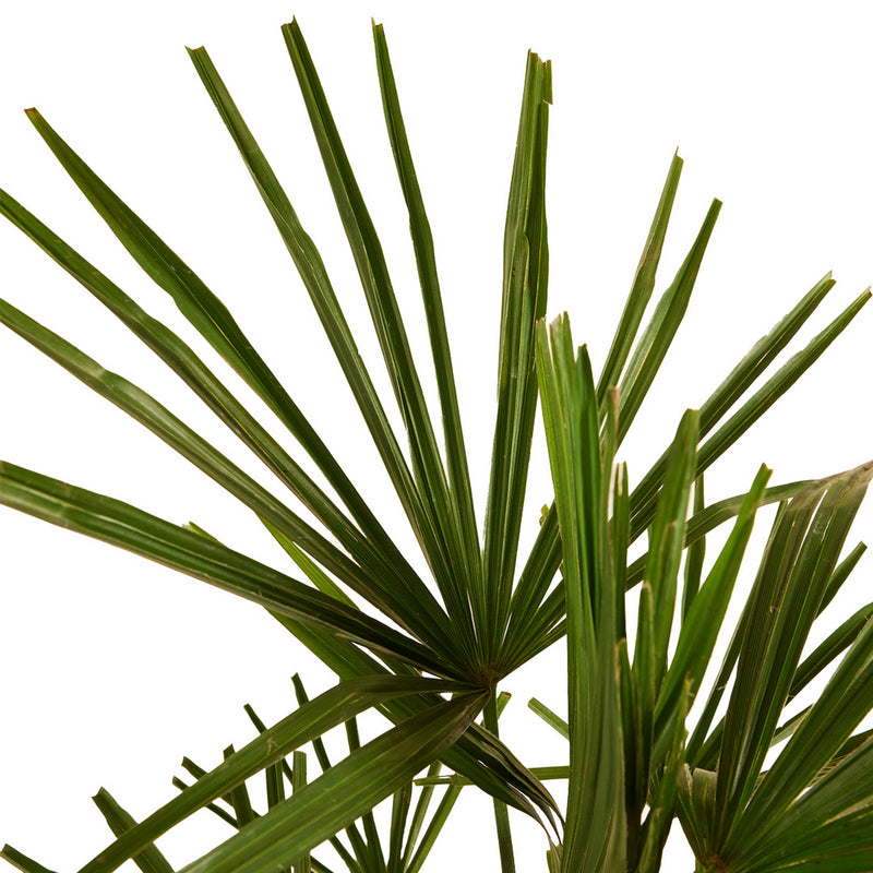 Palmier Trachycarpus – Plante d'Extérieur
