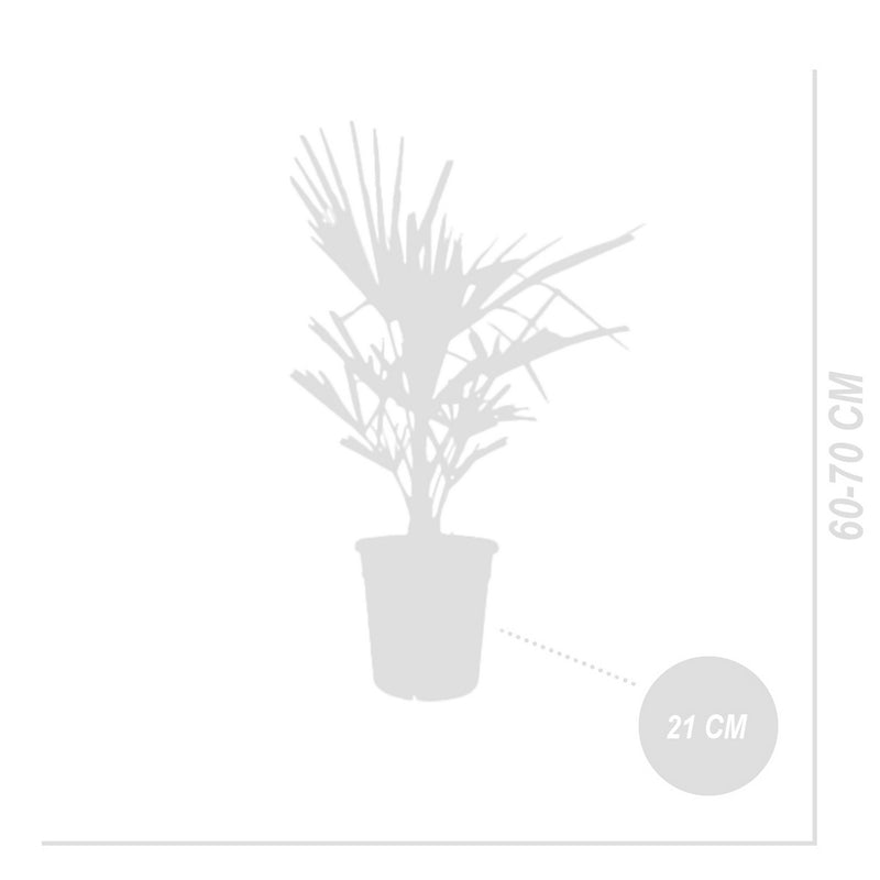 Palmier Trachycarpus – Plante d'Extérieur