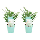 Lot de 2 Eucalyptus Gunnii Azura – Plante d'Extérieur