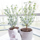 Lot de 2 Eucalyptus Gunnii Azura – Plante d'Extérieur