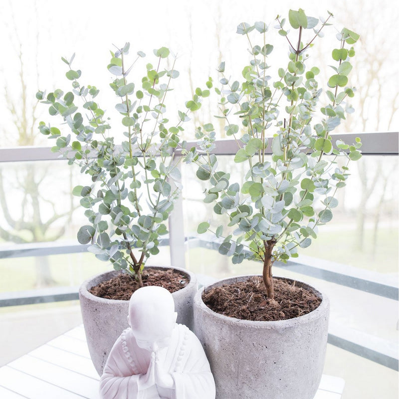 Lot de 2 Eucalyptus Gunnii Azura – Plante d'Extérieur
