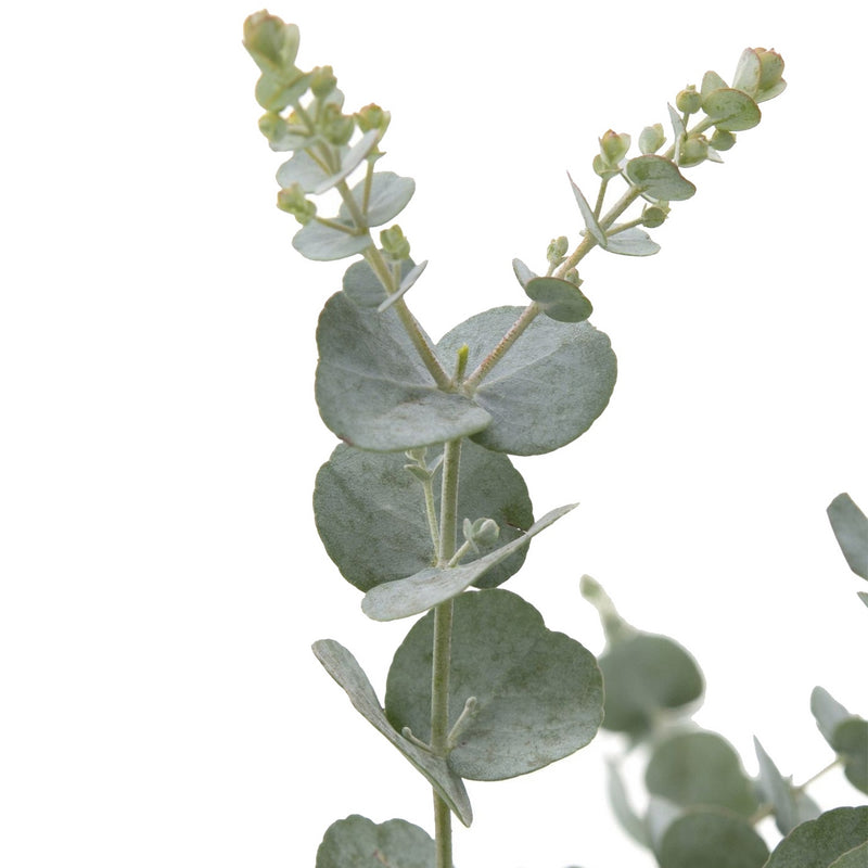 Lot de 2 Eucalyptus Gunnii Azura – Plante d'Extérieur