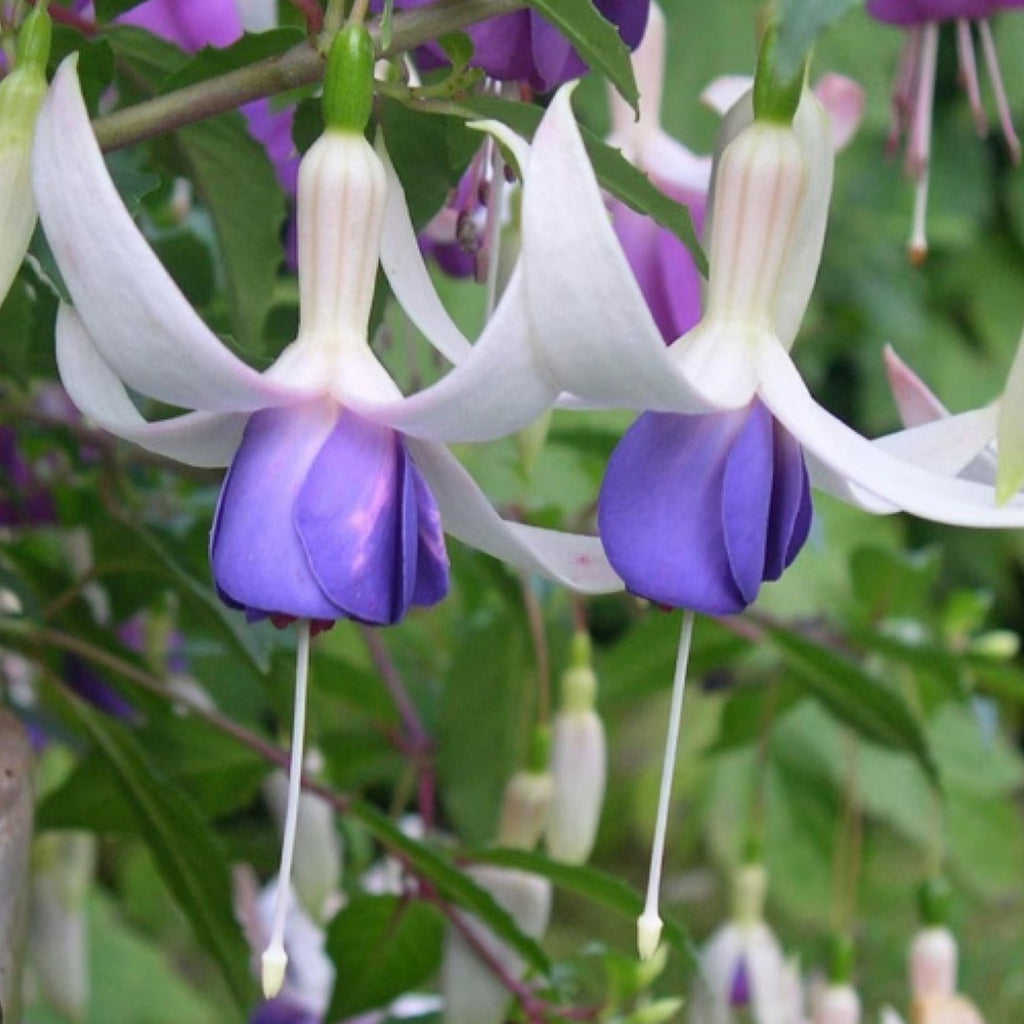 Set of 3 Delta Sarah Fuchsias – Outdoor Plant