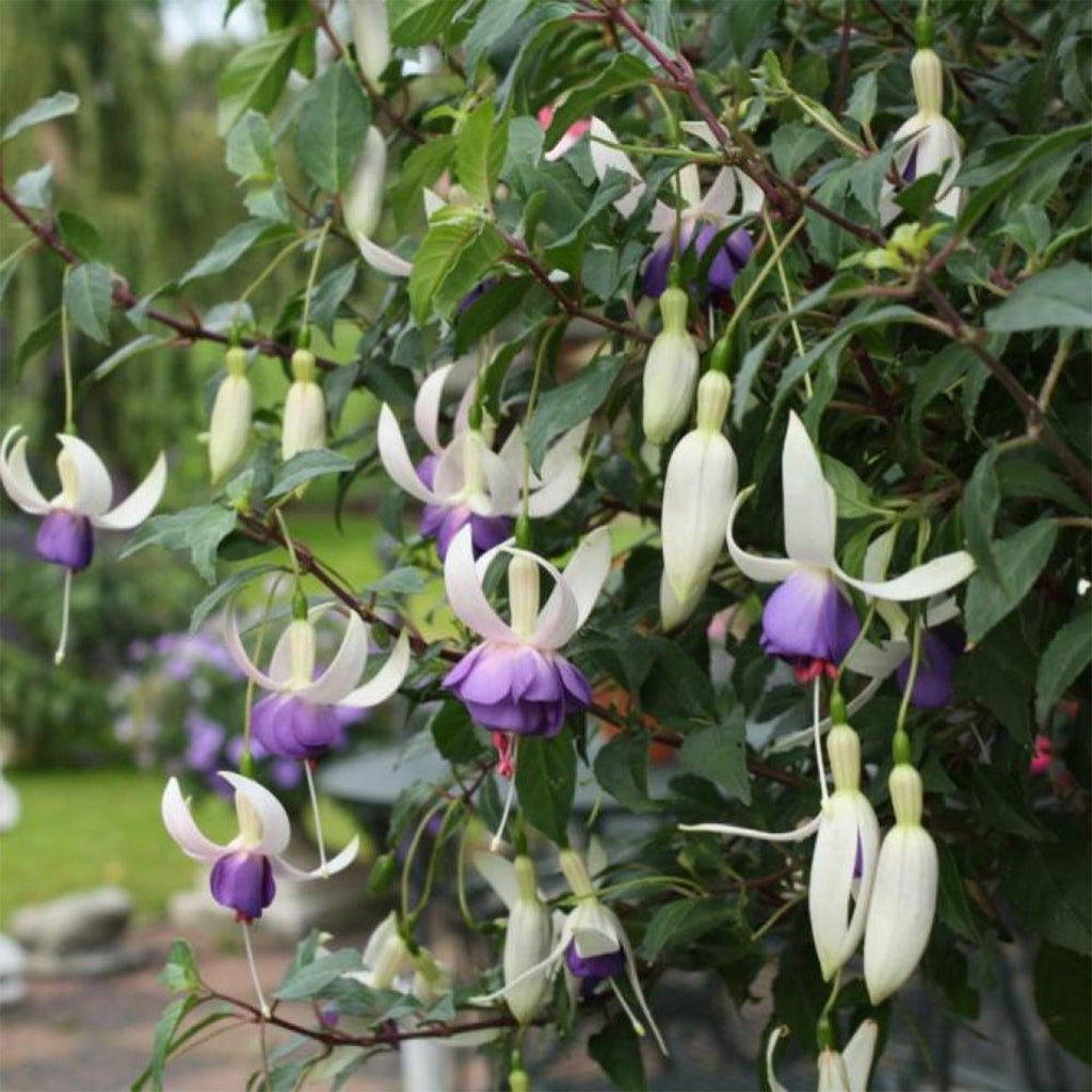 Set of 3 Delta Sarah Fuchsias – Outdoor Plant