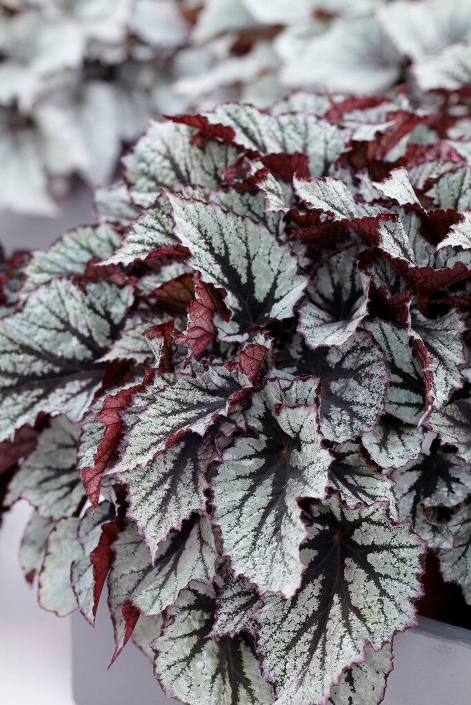 Mezcla de 3 begonias Beleaf – Planta de interior
