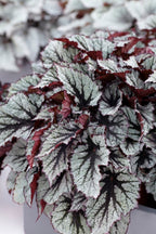 Mezcla de 3 begonias Beleaf – Planta de interior