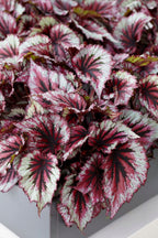 Mezcla de 3 begonias Beleaf – Planta de interior