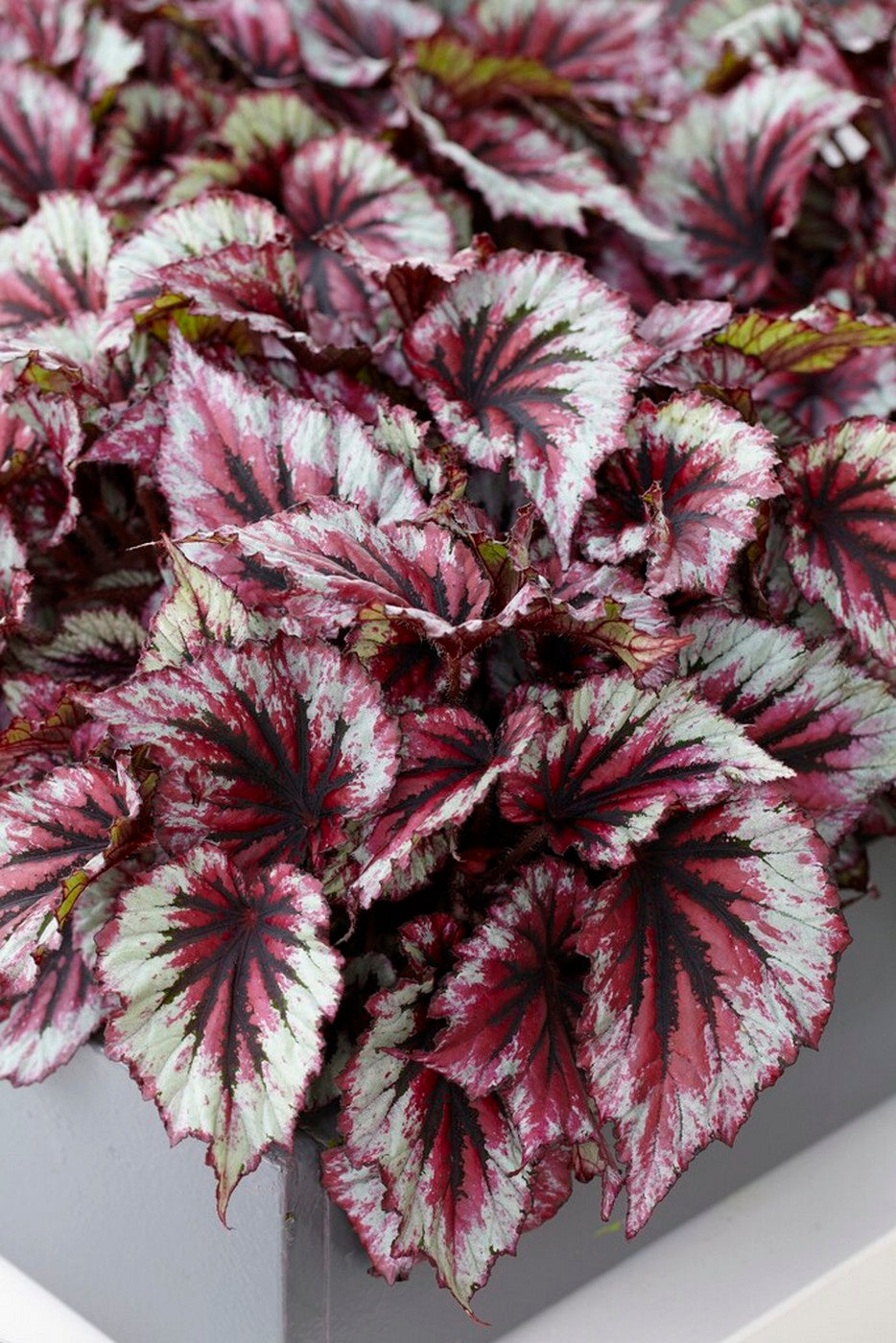 Mezcla de 3 begonias Beleaf – Planta de interior