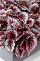 Lot de 3 Bégonias Beleaf – Plante d'Intérieur