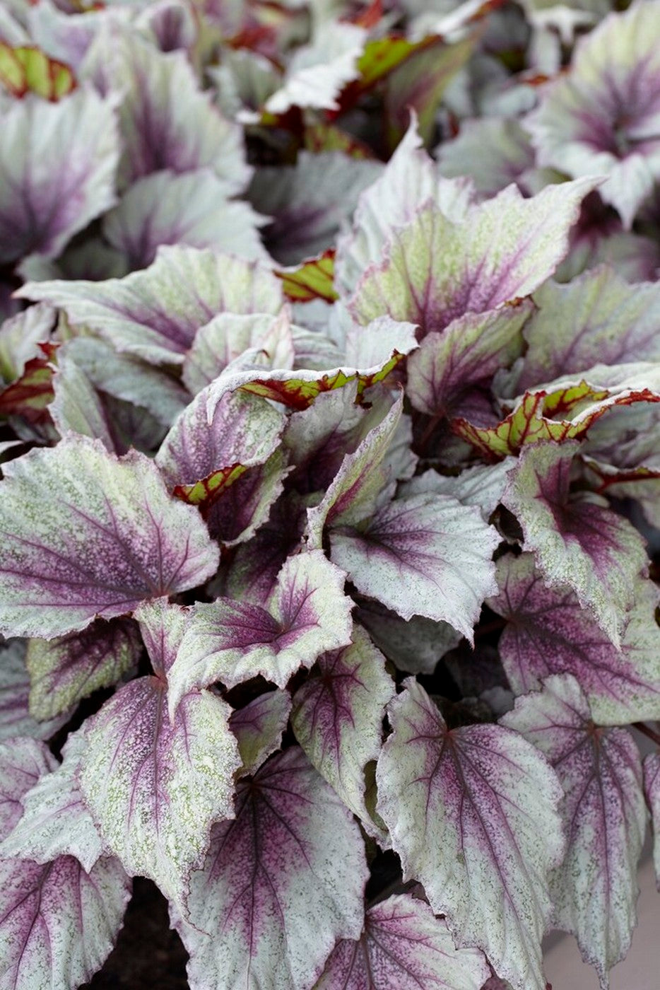 Mezcla de 3 begonias Beleaf – Planta de interior