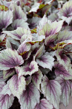 Mezcla de 3 begonias Beleaf – Planta de interior
