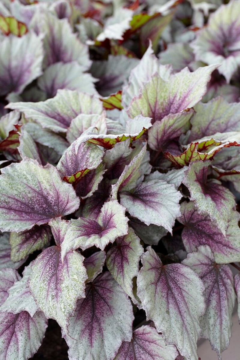 Lot de 3 Bégonias Beleaf – Plante d'Intérieur