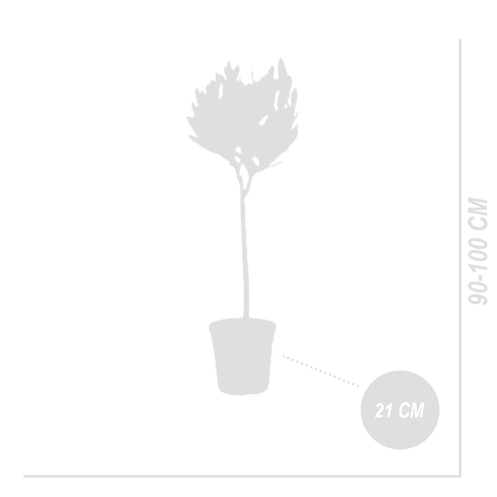 Standard Bay Laurel XL – Outdoor Plant
