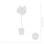 Standard Bay Laurel XL – Outdoor Plant