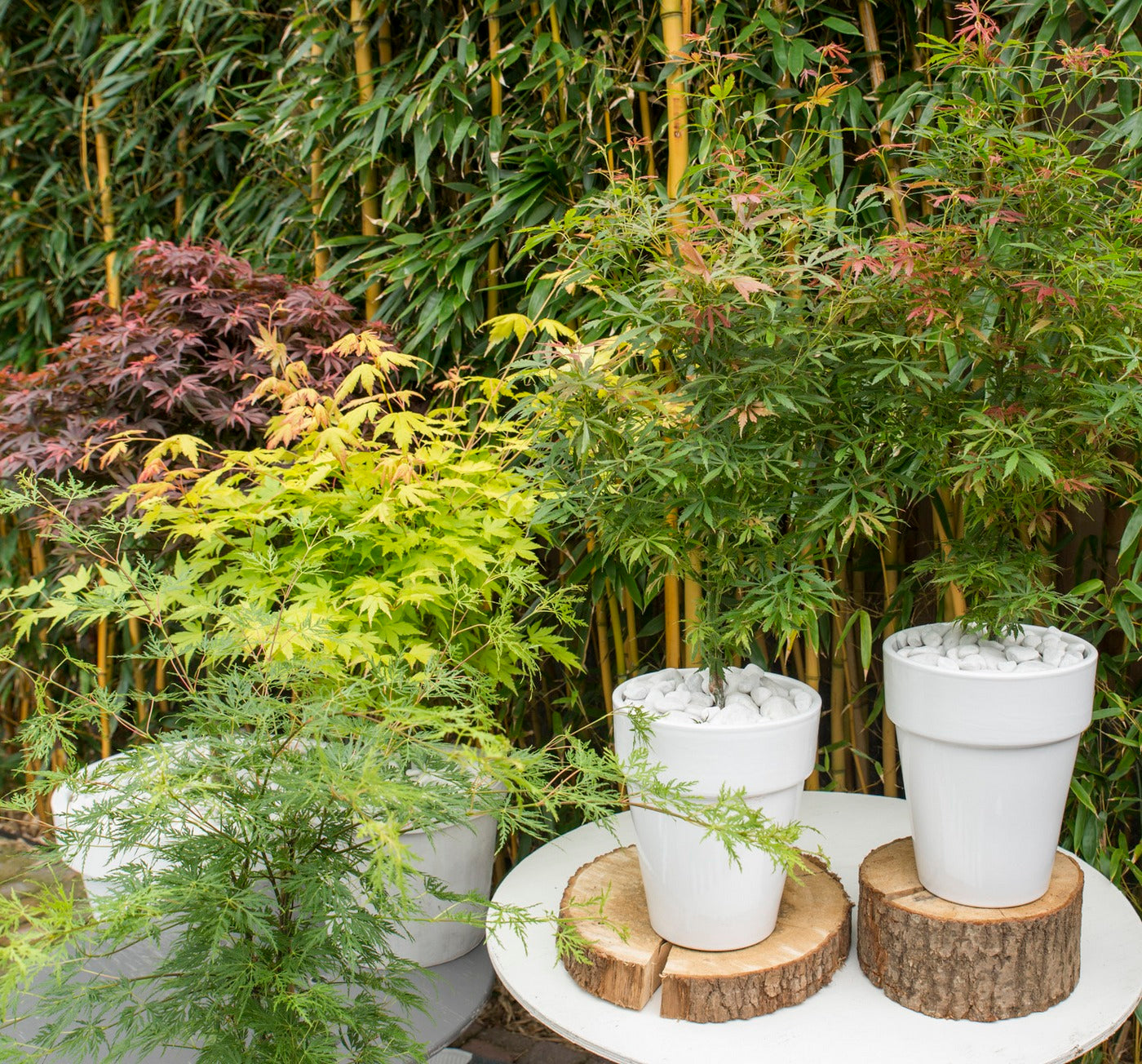 Set of 4 Japanese Maples – Outdoor Plant