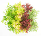 Set of 4 Japanese Maples – Outdoor Plant
