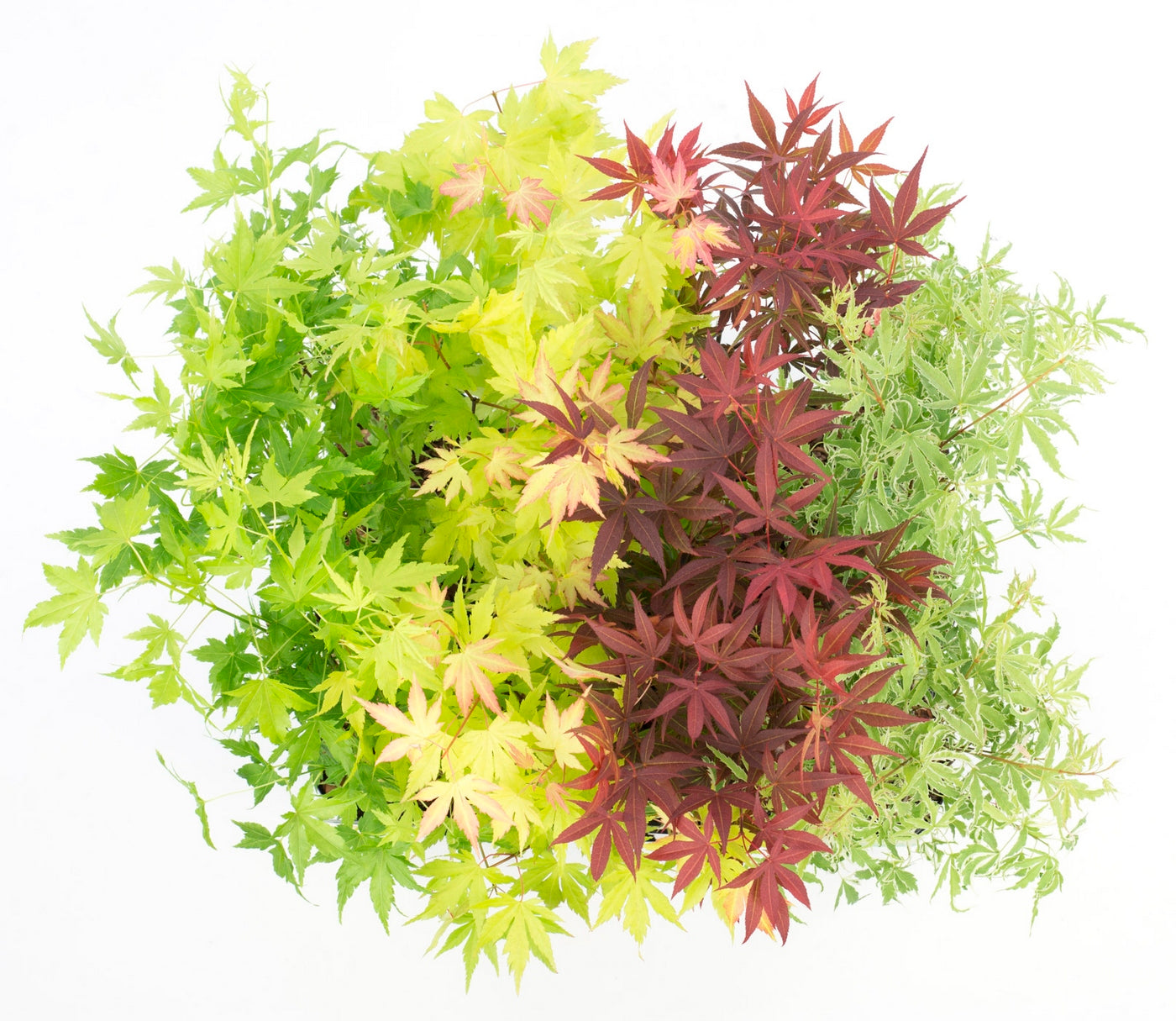 Set of 4 Japanese Maples – Outdoor Plant