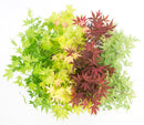 Lot de 4 Érables du Japon – Plante d'Extérieur