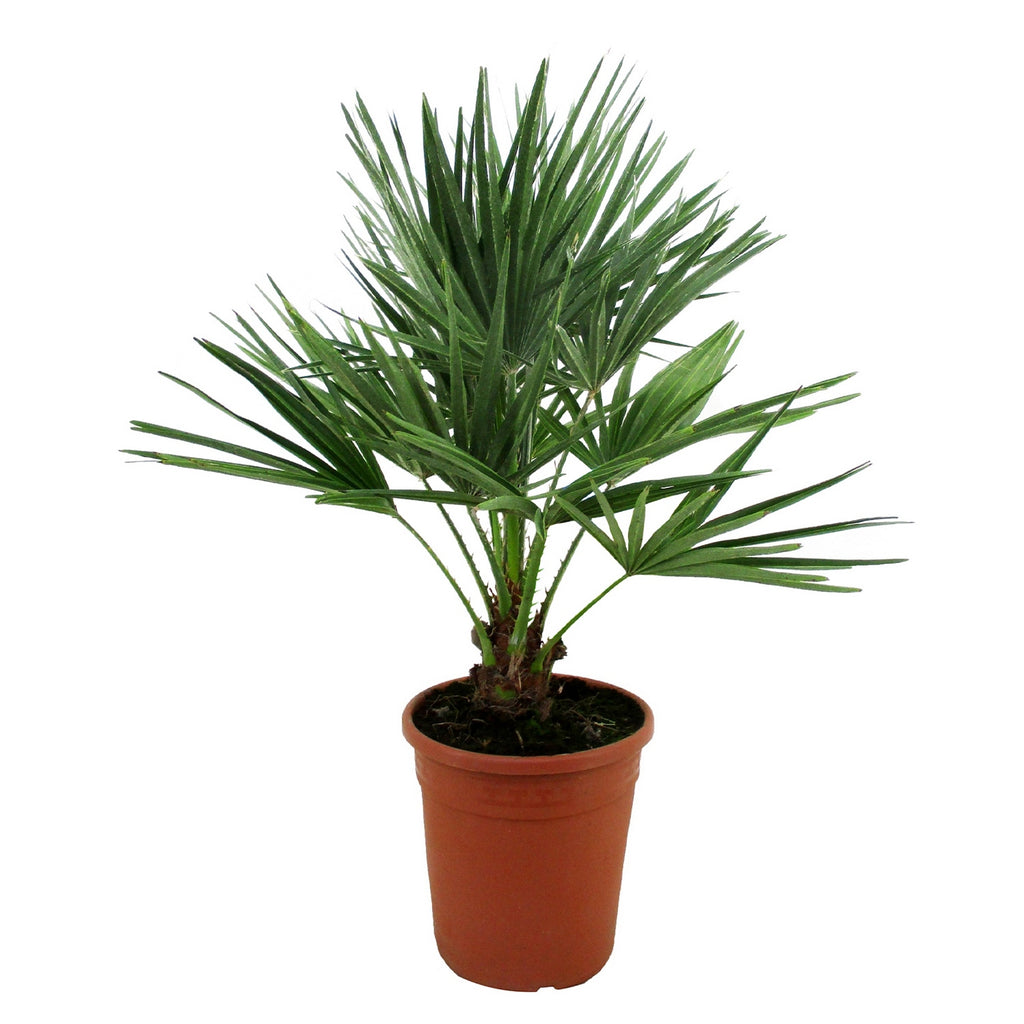 Chamaerops Humilis