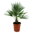 Chamaerops Humilis