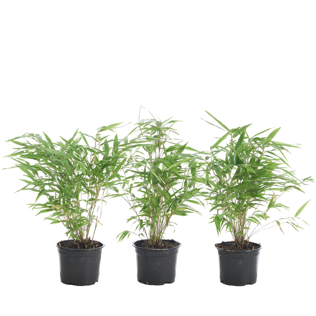 Lote de 3 bambúes formidables – Planta de exterior