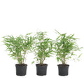 Lote de 3 bambúes formidables – Planta de exterior