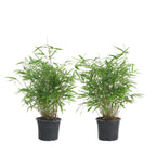 Set of 2 Formidable XL Bamboos – Outdoor Plant