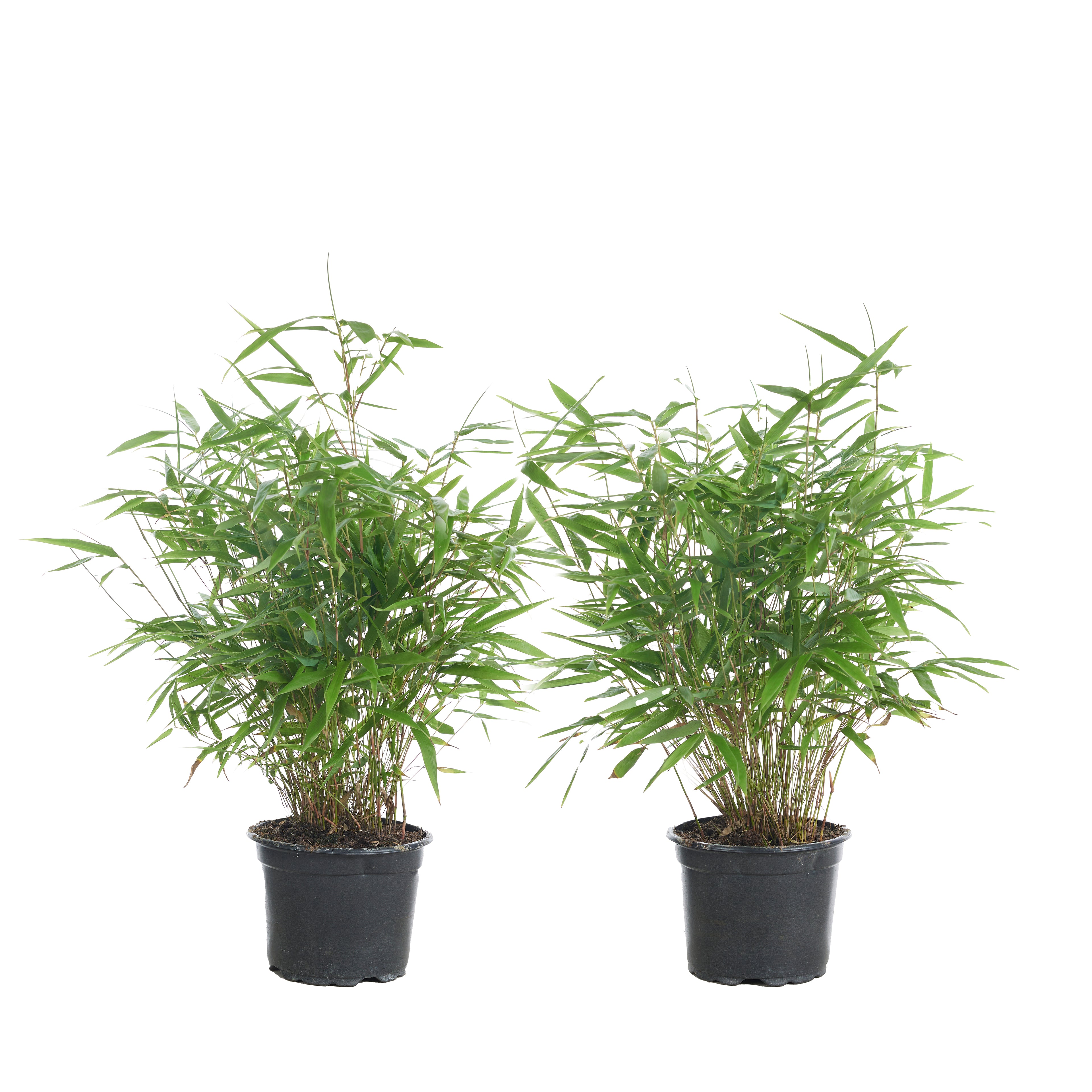 Set of 2 Formidable XL Bamboos – Outdoor Plant