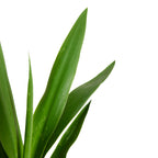 Yucca Elephantipes XL – Planta de interior