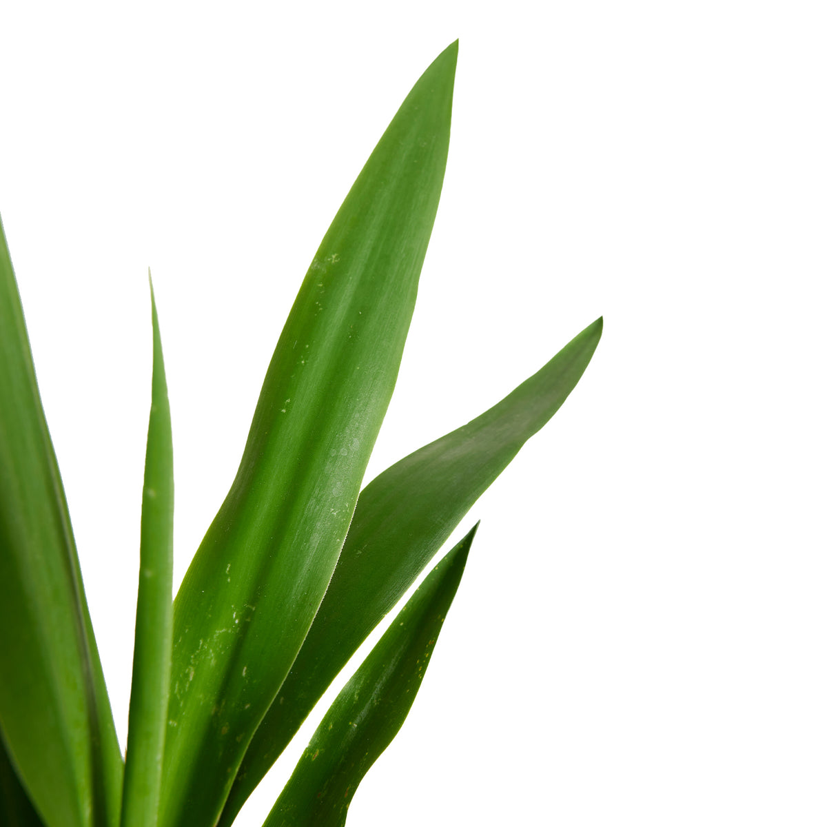 Yucca Elephantipes XL – Planta de interior
