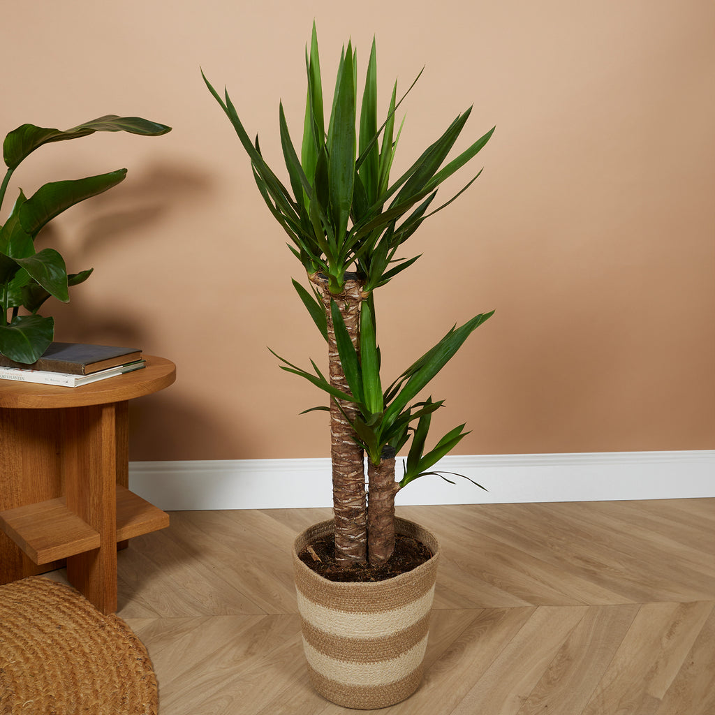 Yucca Elephantipes XL – Planta de interior