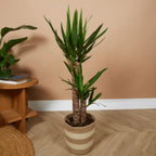 Yucca Elephantipes XL – Planta de interior